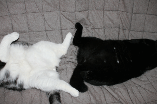 c0011300_14032620.gif