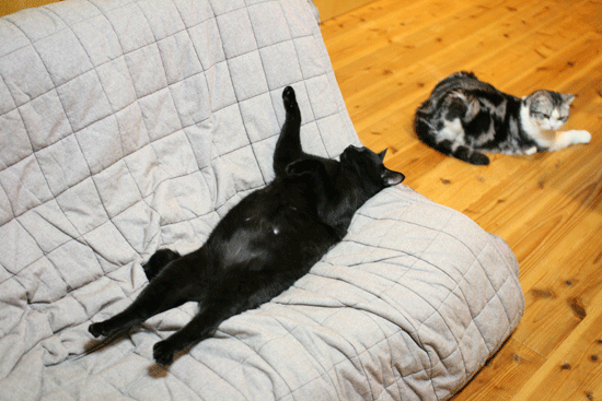 c0011300_14032705.gif