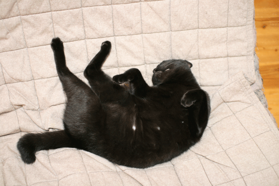 c0011300_14032812.gif