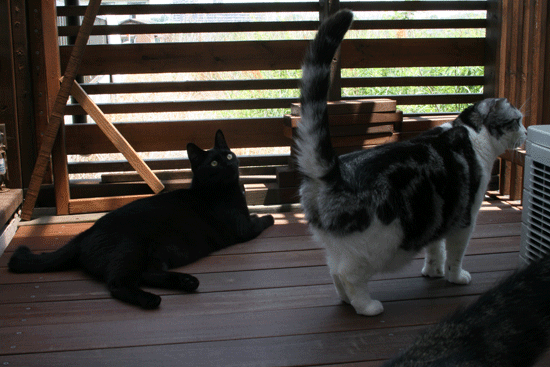 c0011300_14033154.gif