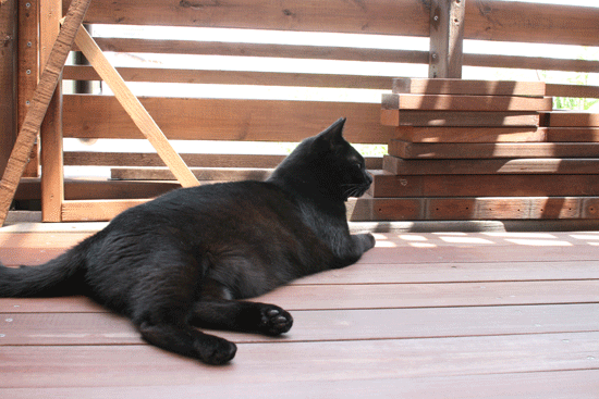 c0011300_14033215.gif