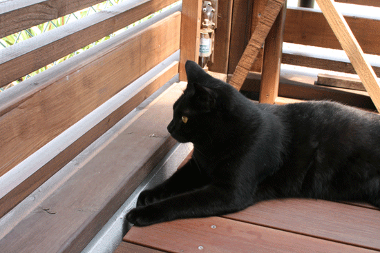 c0011300_14033352.gif