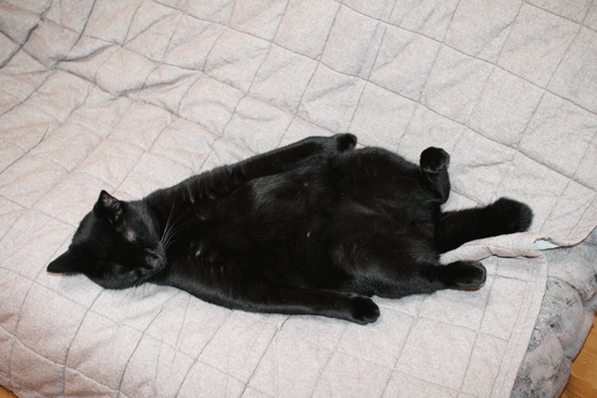 c0011300_14034441.gif