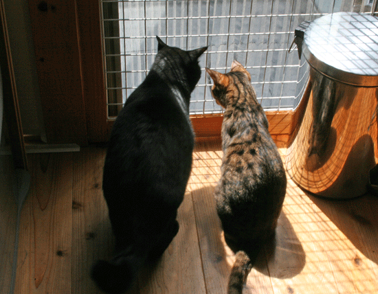 c0011300_14034610.gif