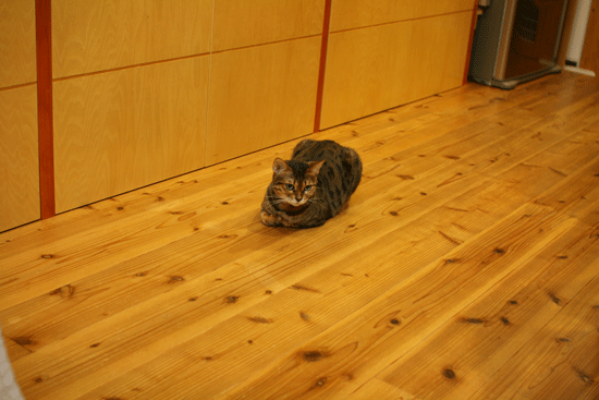 c0011300_14034809.gif