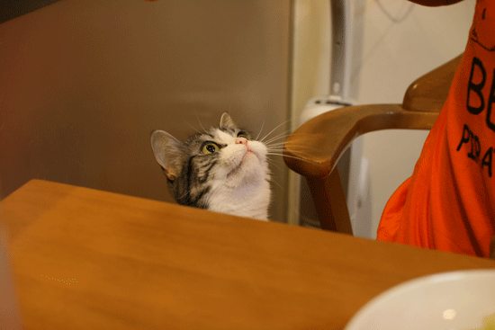 c0011300_14035145.gif