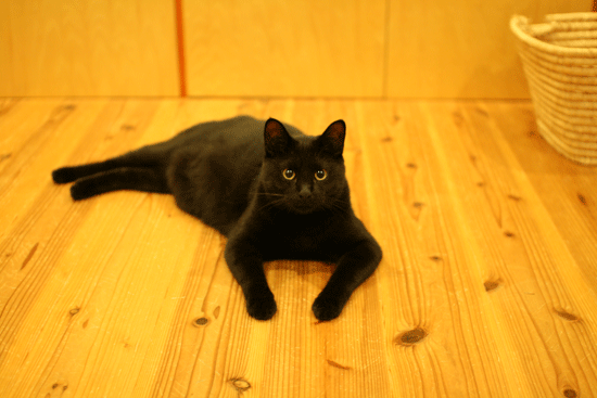 c0011300_14040942.gif