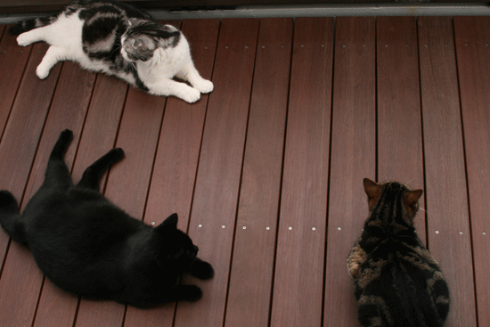 c0011300_14041139.gif
