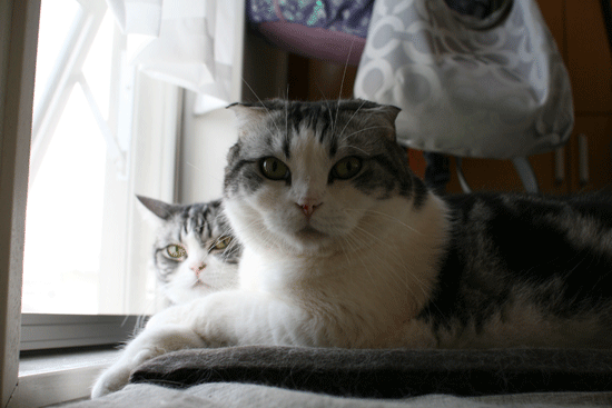 c0011300_14041300.gif