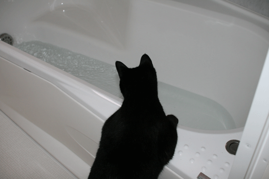 c0011300_14041445.gif