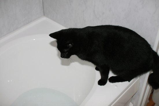 c0011300_14041569.gif