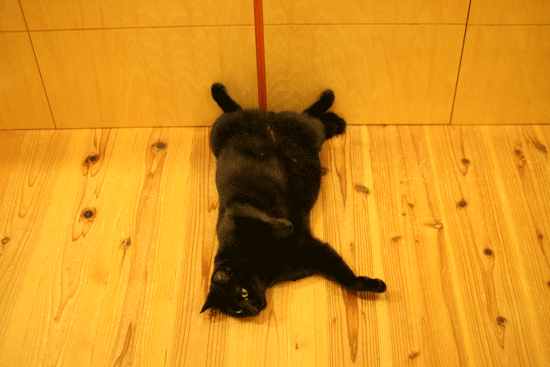 c0011300_14043297.gif