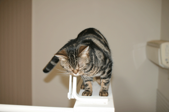 c0011300_14043832.gif