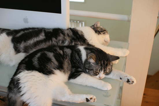 c0011300_14043983.gif