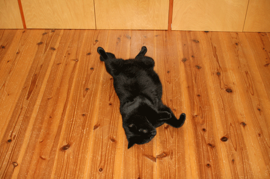 c0011300_14044150.gif
