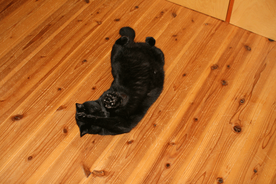 c0011300_14044249.gif