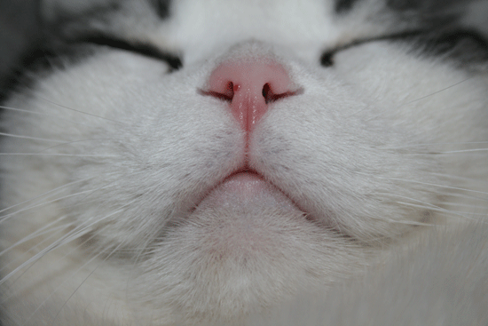 c0011300_14044525.gif