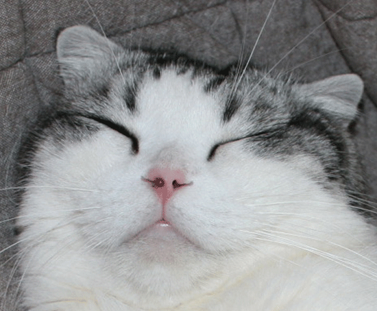 c0011300_14044643.gif