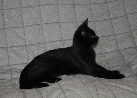 c0011300_14050061.gif