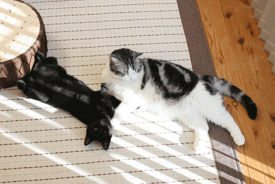 c0011300_14050234.gif