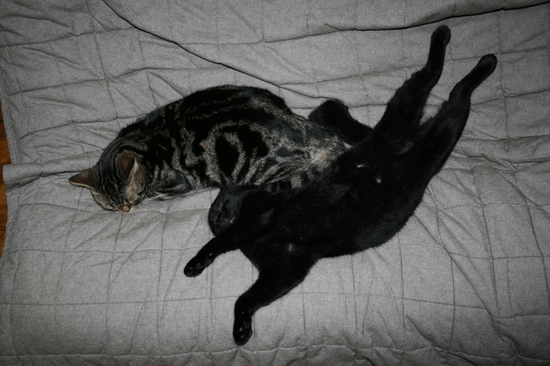 c0011300_14050350.gif