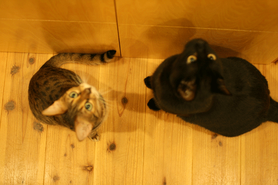 c0011300_14050499.gif