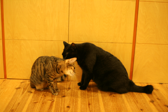 c0011300_14050567.gif