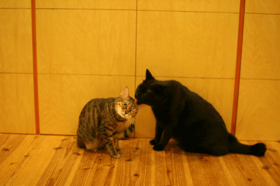 c0011300_14050625.gif