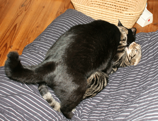 c0011300_14051139.gif