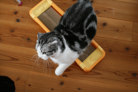 c0011300_14052155.gif