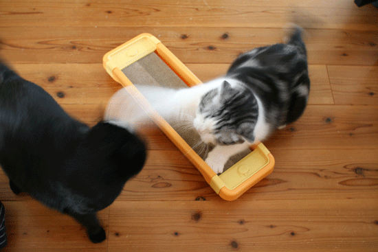 c0011300_14052350.gif