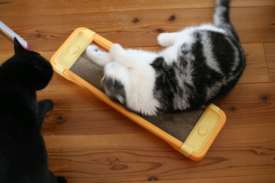 c0011300_14052369.gif