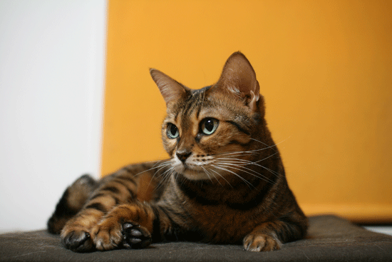 c0011300_14052801.gif