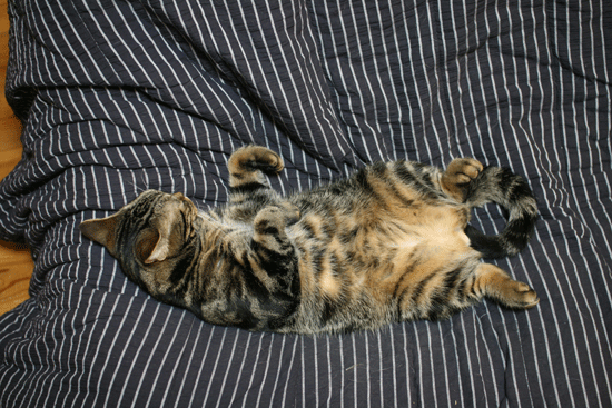 c0011300_14053431.gif
