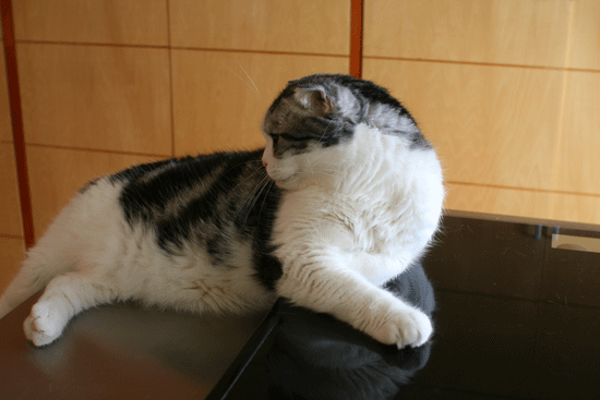 c0011300_14053729.gif