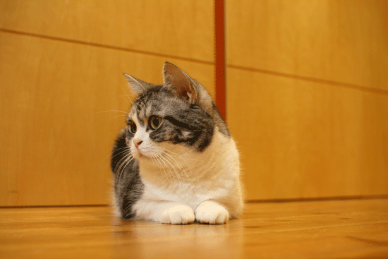 c0011300_14054431.gif