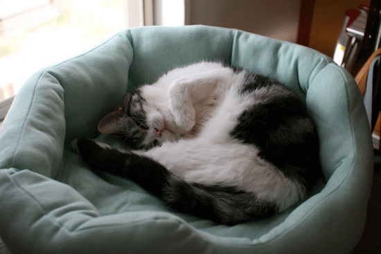 c0011300_14054522.gif