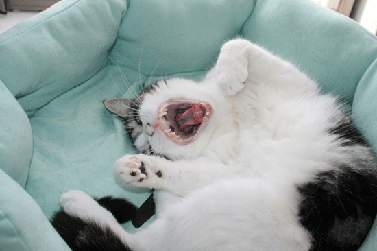 c0011300_14054660.gif