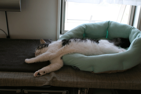 c0011300_14054796.gif