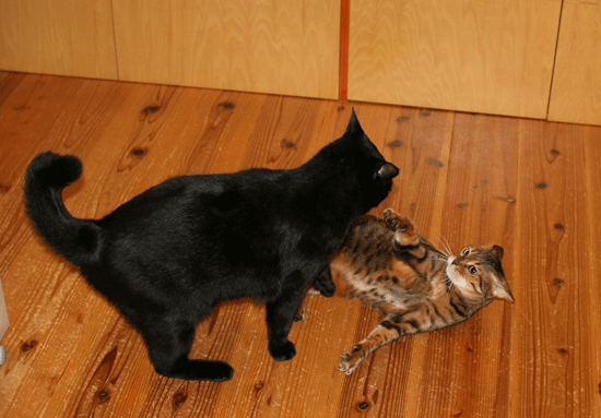 c0011300_14054814.gif