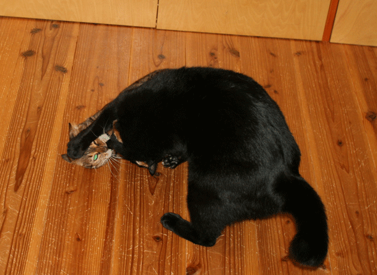 c0011300_14054950.gif