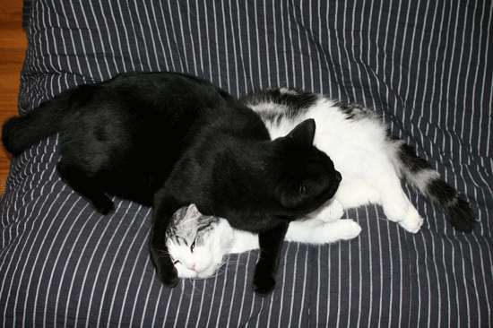 c0011300_14055104.gif