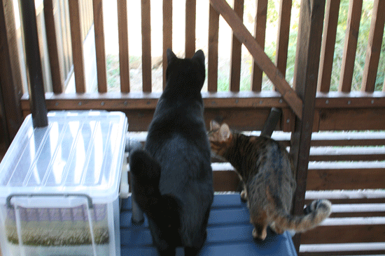 c0011300_14055349.gif