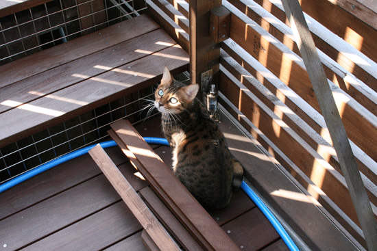 c0011300_14055394.gif