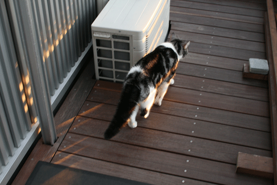 c0011300_14055542.gif