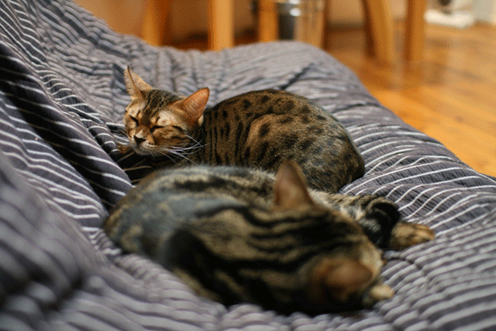 c0011300_14055921.gif