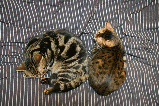 c0011300_14060096.gif