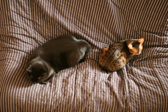 c0011300_14060126.gif