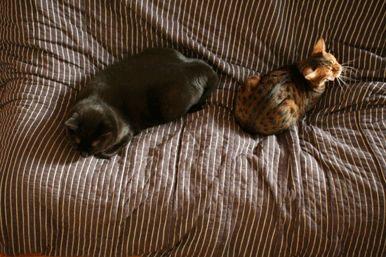 c0011300_14060194.gif