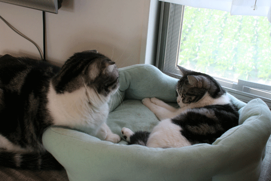 c0011300_14062096.gif